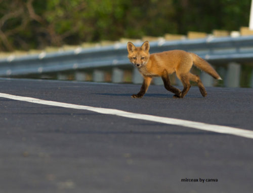 Am Straßenrand befindlicher Fuchs rechtfertigt kein starkes Abbremsen